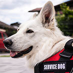 A dog wearing a vest labeled “service dog.”