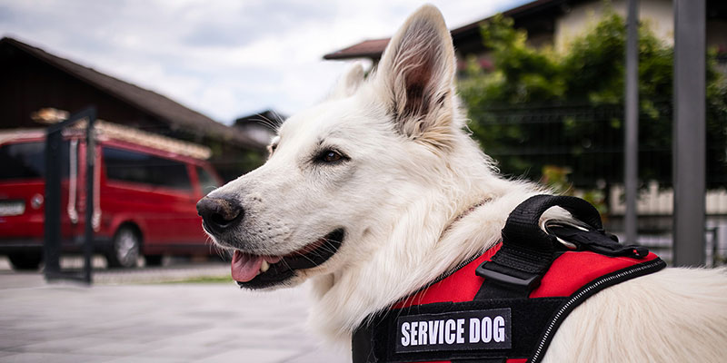 A dog wearing a vest labeled “service dog.”