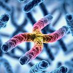 Artistic rendering of X-shaped chromosomes, which are blue. The center chromosome is colored differently, with a yellow center that changes to pink, purple, and blue as it moves toward the chromosome ends.