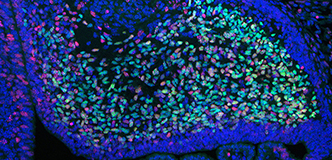 Microscopy image showing cells forming brain structures in a mouse embryo. Different cell types are colored red and green, and cell nuclei are colored blue.