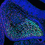 Microscopy image showing cells forming brain structures in a mouse embryo. Different cell types are colored red and green, and cell nuclei are colored blue.
