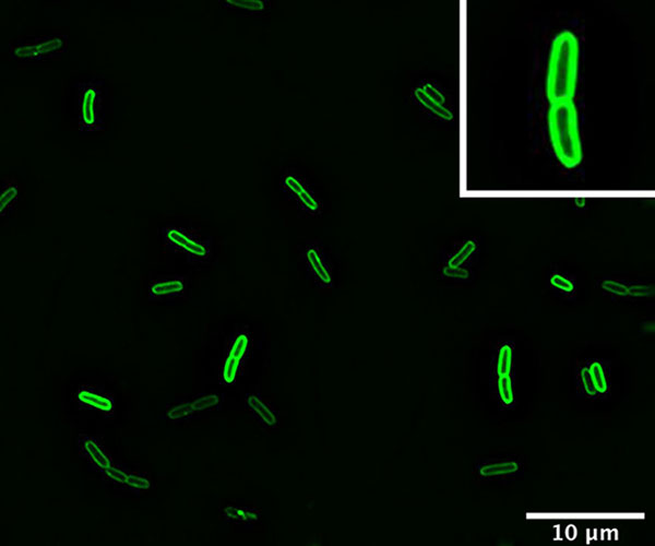 Fluorescent green, rod-shaped bacteria. An inset in the upper right corner shows a close-up.