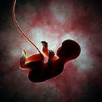 Graphic of fetus attached to umbilical cord.