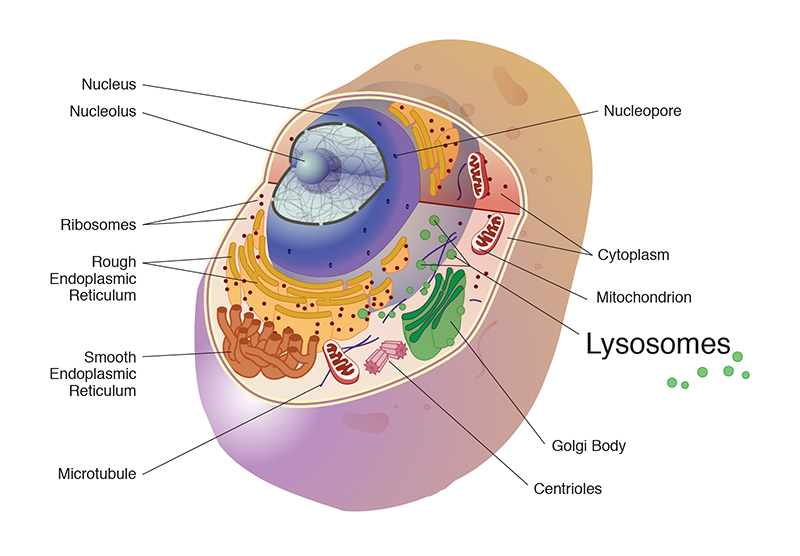 Cutaway view of a cell showing lysosomes and other cellular machinery.