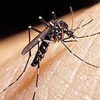 Mosquito resting on a patch of human skin.