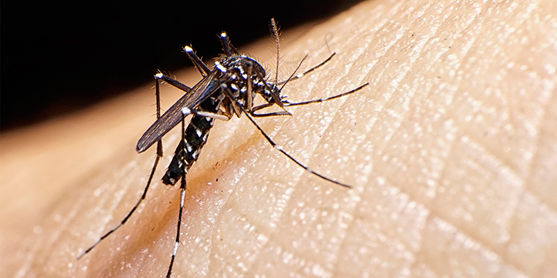 Mosquito resting on a patch of human skin.