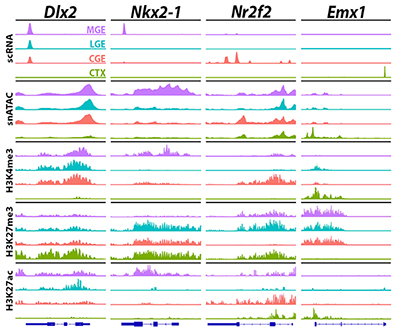 The four tissue samples correlate with different colors: cortex is green, CGE is orange, LGE is blue, and MGE is purple. Accessible areas are depicted as peaks with four sample genes shown: Dlx2, Nkx2-1, Nr2f2, and Emx1. 