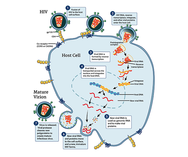 Illustration of the HIV replication cycle within one host cell. HIV fuses with the host cell, and the viral genome and proteins enter. Eventually, viral DNA is created and integrates into the host DNA. Thus, the host’s normal transcription machinery begins making new copies of viral RNA and HIV proteins, which move to the surface of the cell, where mature infectious virus forms and buds off.