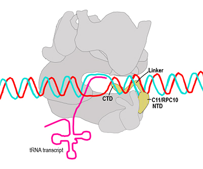 Illustration showing multiple subunits of RNA polymerase III in gray. C11/RPC10 is highlighted yellow, with the NTD, CTD, and linker labelled. Double-stranded DNA (red and blue lines) is being converted into tRNA (magenta line).