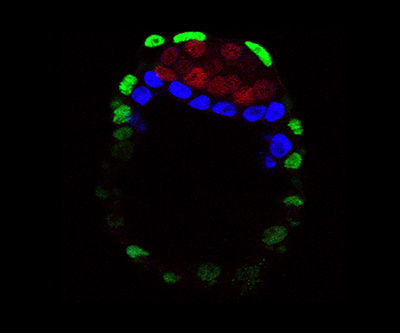 Fluorescent microscopy image of a mouse embryo composed of three layers. The cells are against a black background.