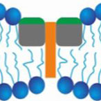 Left: fusion peptides binding to vacuole membranes. Right: fusion peptides binding to each other and narrowing the membrane.