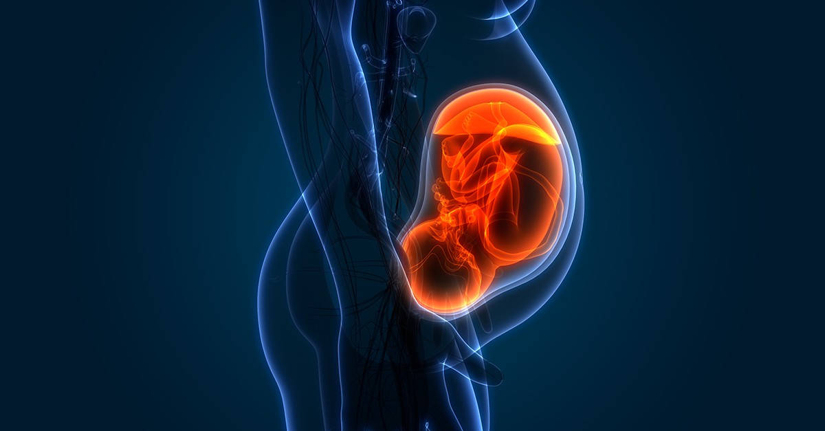 Graphical representation of a fetus in utero.