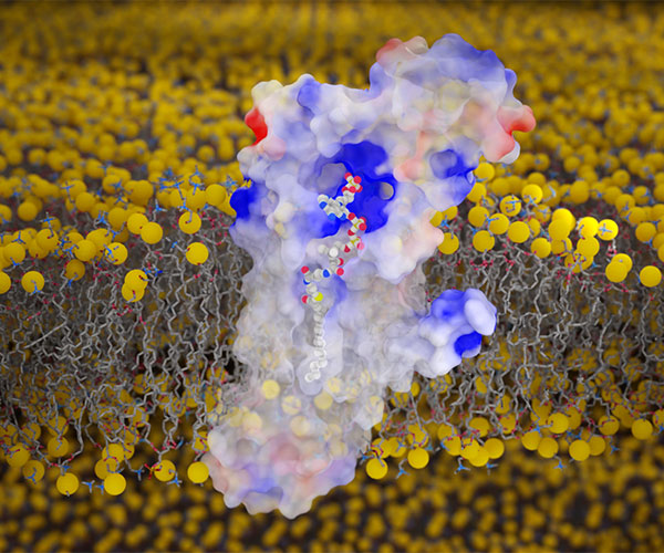 DHHC20 is shown in red, white, and blue, and the membranes are a yellow lipid bilayer. 
