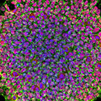 A cluster of pink, purple, and green colored cells against a black background.