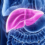 Graphic of human liver.