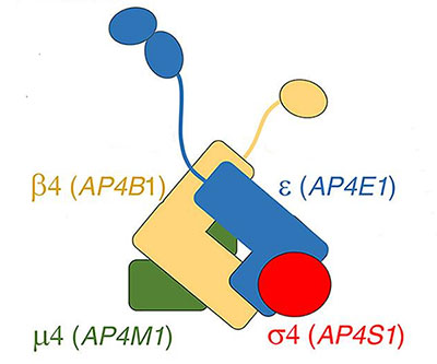 Cartoon representation showing an L-shaped yellow box with a tail labeled beta-4 (AP4B1), an L-shaped blue box with a tail labeled epsilon (AP4E1), a green box labeled mu-4 (AP4M1), and a red circle labeled omega-4 (AP4S1).