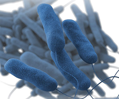 Illustration depicting blue, rod-shaped bacterial cells with flagella against a white background.