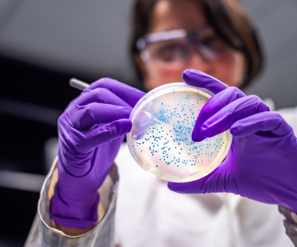 A female scientist wearing purple gloves scores a bacterial culture plate. The plate is round, coated with clear agar, and the bacterial colonies are blue dots. 