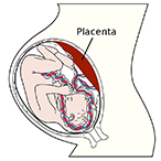 Cutaway diagram of the fetus and placenta inside the uterus.