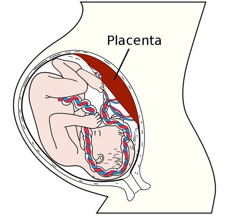 Cutaway diagram of the fetus and placenta inside the uterus.