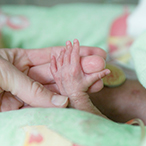 Closeup of tiny preterm infant hand grasping adult fingers.