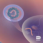 An orange double helix, representing DNA, contained within a blue sphere, representing a viral vector, is shown outside a cell, represented as an oval with a blue outline delineating the cell membrane. Additional copies of the vector/DNA are shown entering the cell membrane and traveling through the cell. An arrow represents delivery of the DNA to the cell nucleus.