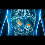 A three-dimensional rendering of a see-through human torso shows the adrenal glands in orange.