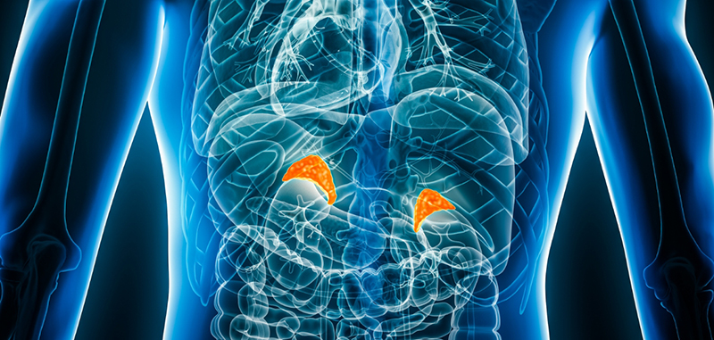 A three-dimensional rendering of a see-through human torso shows the adrenal glands in orange.