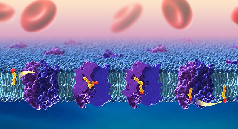 Three-dimentional rendering of purple receptors within a fatty lipid bilayer. DHA, colored in yellow and red, moves along the center of each receptor. Red blood cells are on top, and blue shading is along the bottom.