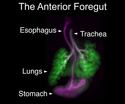 The image is titled, “The Anterior Foregut,” and has the following parts labeled, from top to bottom: esophagus, trachea, lungs, and stomach. The lungs are stained bright green and the other organs are purple. The image is against a black background.