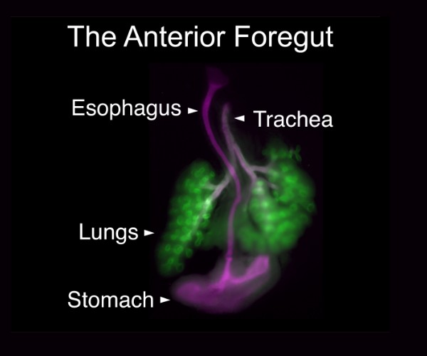 The image is titled, “The Anterior Foregut,” and has the following parts labeled, from top to bottom: esophagus, trachea, lungs, and stomach. The lungs are stained bright green and the other organs are purple. The image is against a black background.