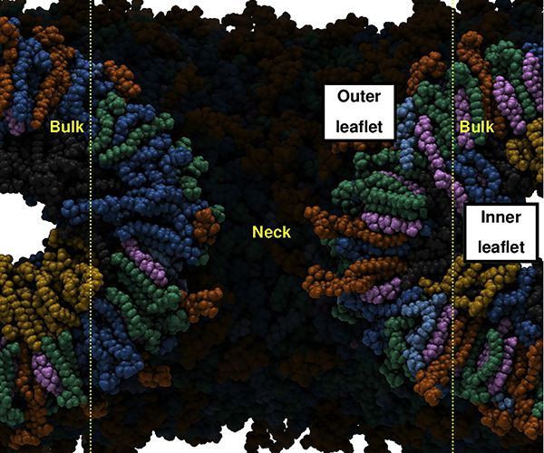 Illustration showing thick, rainbow-colored membrane regions labeled “bulk” on the left and the right. A thin black space in the center is labeled “neck.” The outer and inner leaflets (halves of the membrane bilayer) are labeled on the right “bulk” structure.