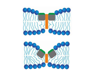 Top: Illustration of fusion peptides (green rectangles) binding to the vacuole membrane (blue circles and lines). Bottom: Illustration of fusion peptides binding to each other and thinning the vacuole membrane.
