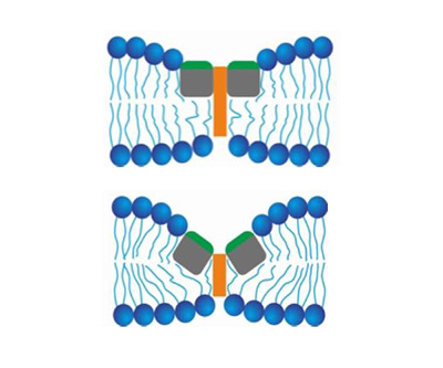 Top: Illustration of fusion peptides (green rectangles) binding to the vacuole membrane (blue circles and lines). Bottom: Illustration of fusion peptides binding to each other and thinning the vacuole membrane.
