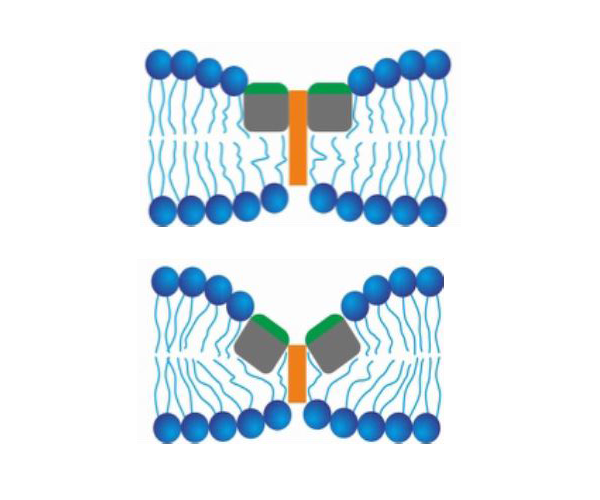 Top: Illustration of fusion peptides (green rectangles) binding to the vacuole membrane (blue circles and lines). Bottom: Illustration of fusion peptides binding to each other and thinning the vacuole membrane.