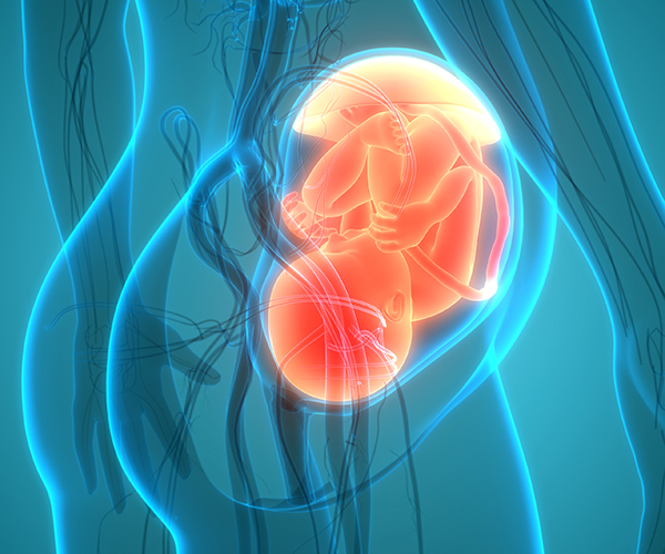 3D illustration of a fetus in utero with the placenta illuminated.