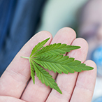 Marijuana leaf resting on four fingers of an outstretched palm