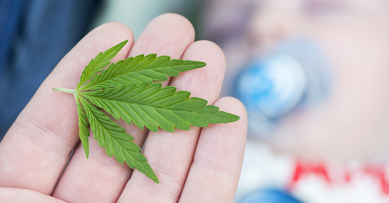 Marijuana leaf resting on four fingers of an outstretched palm
