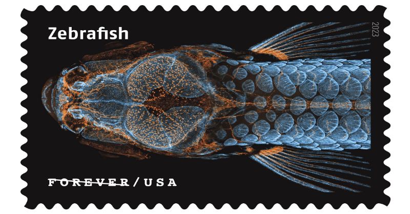 A postage stamp in landscape orientation with “Zebrafish” in the top left corner and “Forever/USA” in the bottom left corner. The stamp is black with the zebrafish shown in blue and orange colors. 