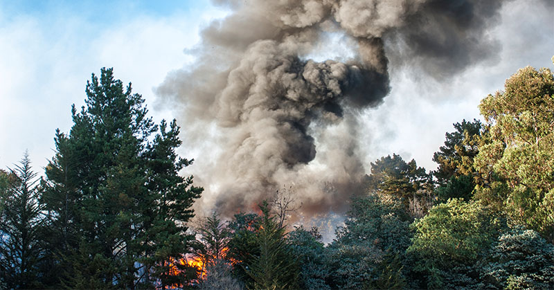 Smoke from a wildfire rising through trees