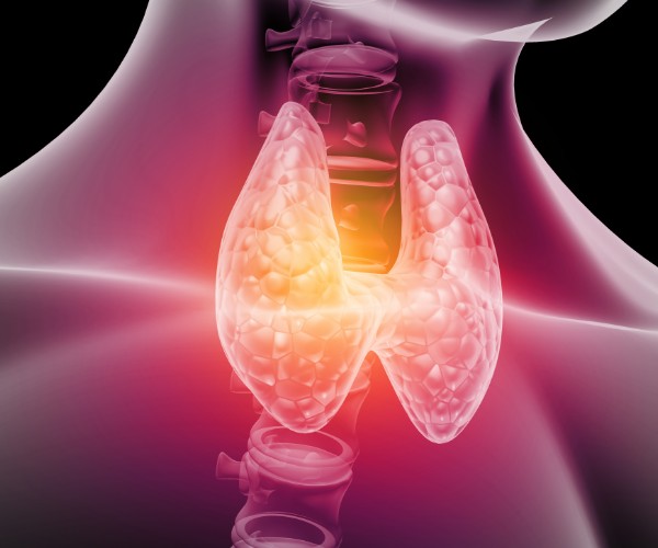 Three dimensional graphic of the thyroid gland, which is visible in the throat area.