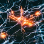 Illustration of neurons sending signals to one another.