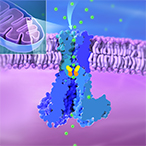 Three-dimensional graphic shows the inset mitochondria in the top left; the organelle is bean-shaped with folds inside. The MRS2 channel is shown as a cross-section embedded in a lipid bilayer. The intermembrane space of the mitochondria is shaded blue, and the mitochondrial matrix is shaded purple. Magnesium ions are small green spheres.