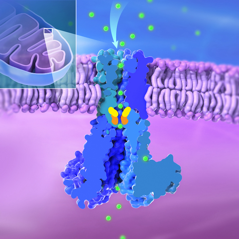 Three-dimensional graphic shows the inset mitochondria in the top left; the organelle is bean-shaped with folds inside. The MRS2 channel is shown as a cross-section embedded in a lipid bilayer. The intermembrane space of the mitochondria is shaded blue, and the mitochondrial matrix is shaded purple. Magnesium ions are small green spheres.