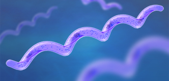 Several purple bacteria are shown and depicted as long spirals with smaller dots clustered inside.