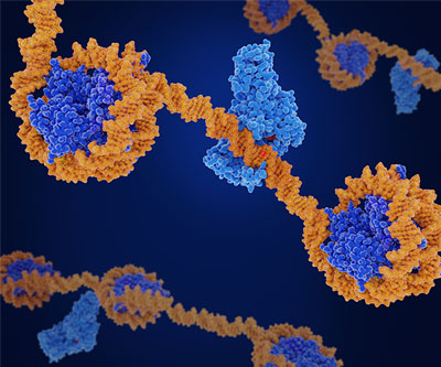 Three strands of DNA run horizontal, and each strand has three or four histones. In some sections, DNA is wrapped several times around a histone, whereas some histones are not wrapped at all.