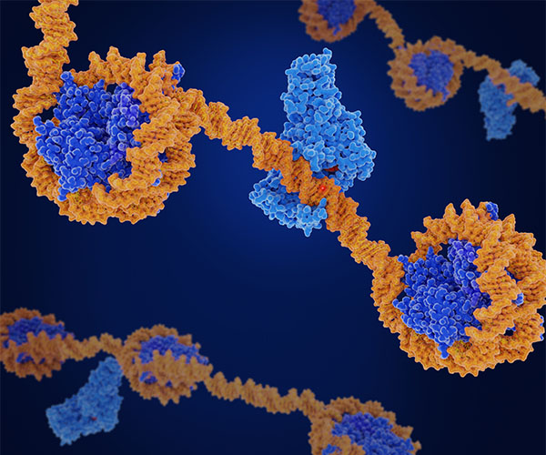 Three strands of DNA run horizontal, and each strand has three or four histones. In some sections, DNA is wrapped several times around a histone, whereas some histones are not wrapped at all.