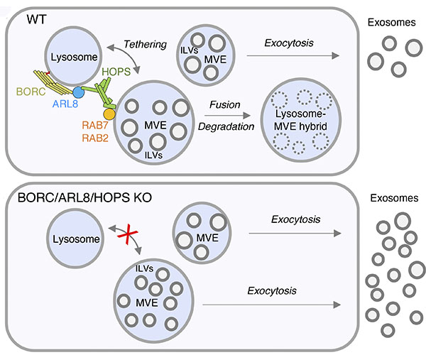 In the top half of the figure, a lysosome represented as a circle is tethered to a large circle (labeled MVE) filled with smaller circles (labeled ILVs) by colored shapes labeled BORC, ARL8, HOPS, RAB7, and RAB2. To the right, additional circles represent some ILVs being released from MVEs as exosomes, while ILVs within the lysosome-MVE hybrid are degraded. The bottom half of the figure shows that without tethering of lysosomes to MVEs, all ILVs are released as exosomes.