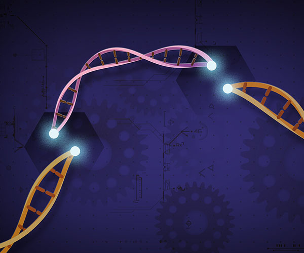A cut orange DNA strand, with the sites of the cuts highlighted with white circles against a dark purple background with icons of machine gears. A short pink DNA strand floats above the missing DNA sequence. 