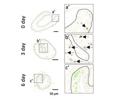 Top panel labeled “0 day” shows an intestinal cross-section and a blow up of a small segment with a brown cell indicated by an arrow. Middle panel labeled “3 day” shows an intestinal cross-section with lots of brown staining and a blow up of a small segment with 5 brown cells indicated by arrows. Bottom panel labeled “6 day” shows an intestinal cross-section with lots of green staining and a blow up of a small segment with numerous green cells.